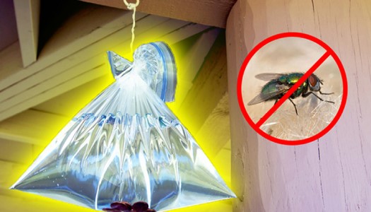 11 Mẹo đuổi ruồi hiệu quả trong mùa hè bạn nên "bỏ túi" ngay